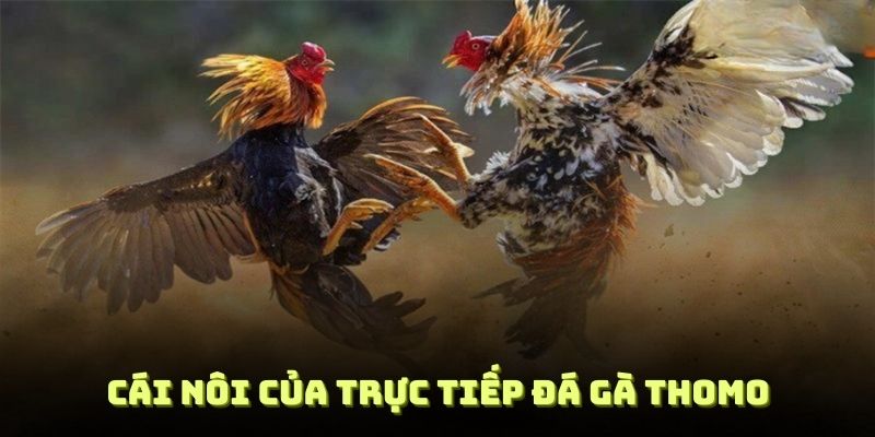 cách nuôi gà đá cho người mới