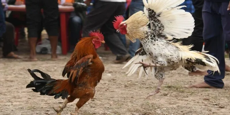 Chiến thuật đặt cược đá gà 8xbet bất bại