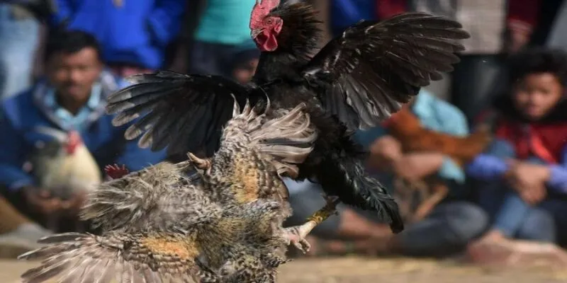 Luật chơi đá gà 8xbet chi tiết cho người mới